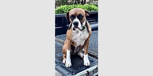 WILSON II - Boxer available for adoption