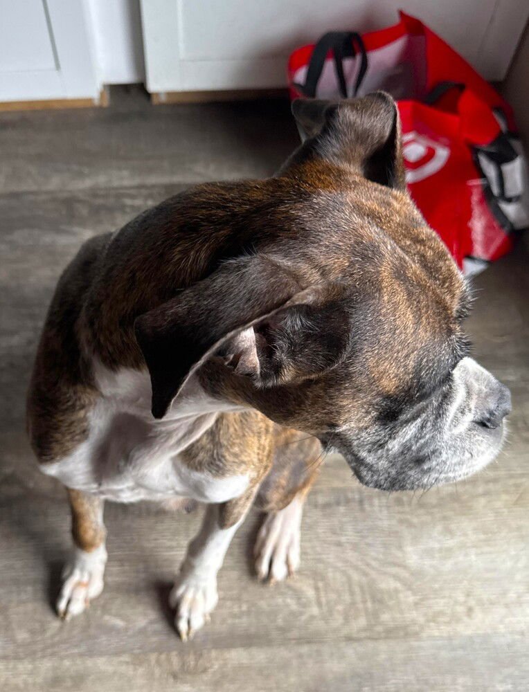 ROCKY XII - Boxer available for adoption
