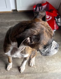 Rocky XII - Photo 3