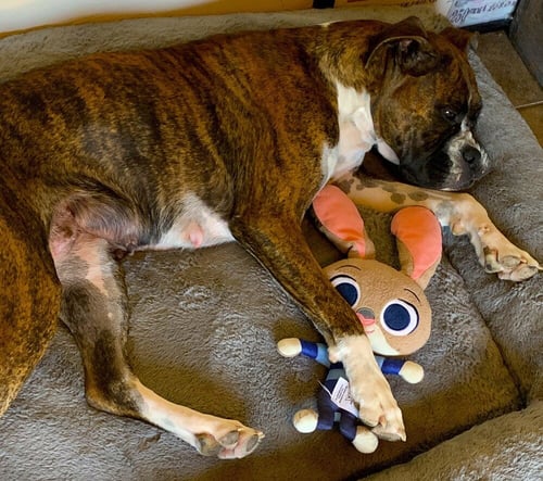 ROCKY XII - Boxer available for adoption
