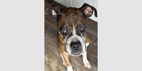 ROCKY XII - Boxer available for adoption