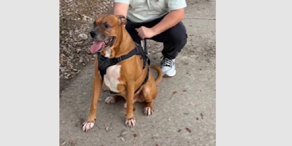 GUS WALTERS - Boxer available for adoption