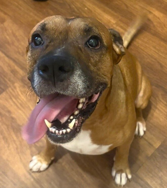 GUS WALTERS - Boxer available for adoption