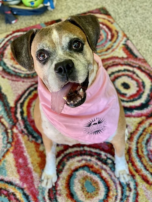 EBBA - SILVER HEART - Boxer available for adoption