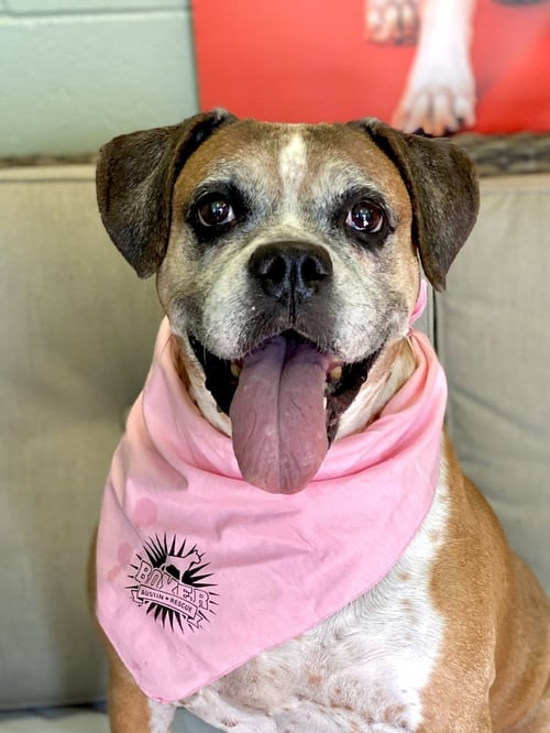 EBBA - SILVER HEART - Boxer available for adoption
