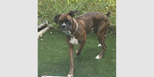 DINGER - Boxer available for adoption