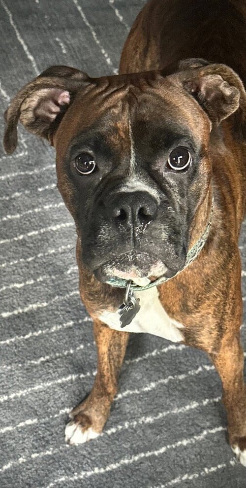 DINGER - Boxer available for adoption