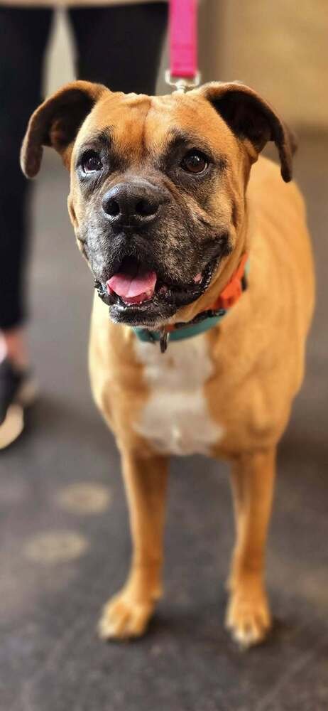 AZIZA - Boxer available for adoption