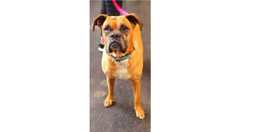 AZIZA - Boxer available for adoption