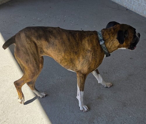 BRANDI III - Boxer available for adoption