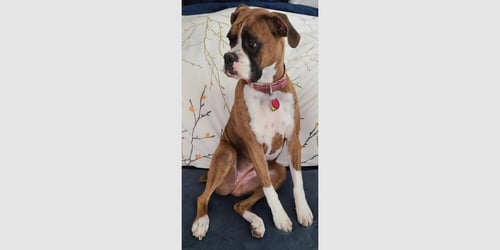 BRANDI III - Boxer available for adoption