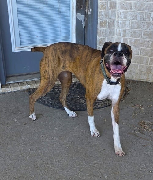 BRANDI III - Boxer available for adoption