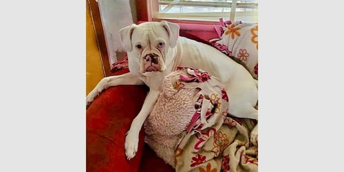 SNOW II - Boxer available for adoption