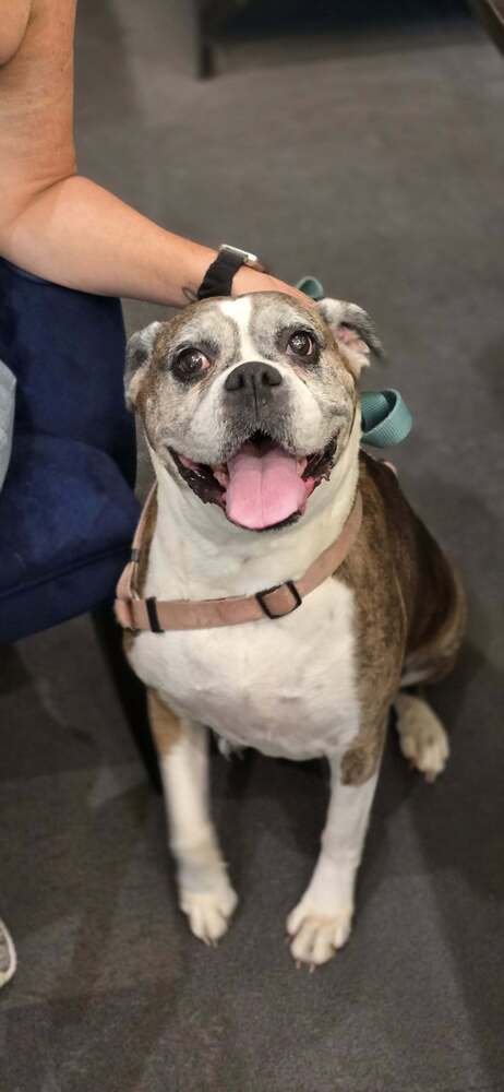 SOPHIE V - SILVER HEART - Boxer available for adoption