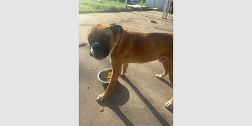 DRAKO II - Boxer available for adoption