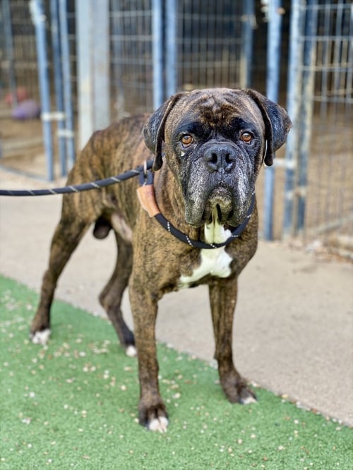 RAM - Boxer available for adoption