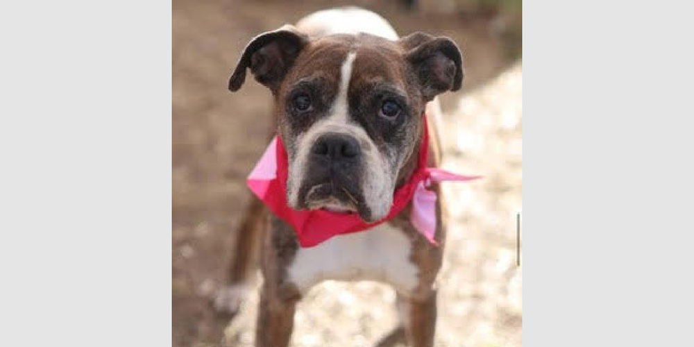 WHOOPIE - Boxer available for adoption