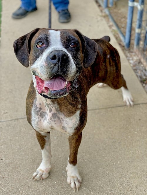 TILLIE - Boxer available for adoption