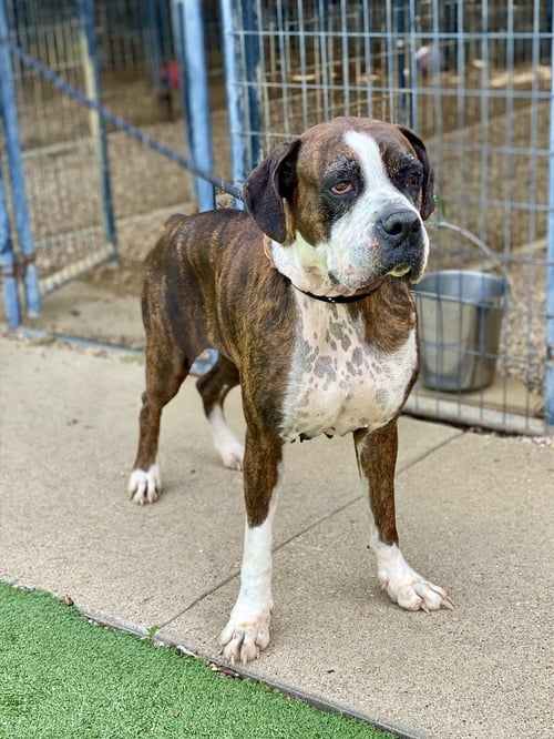 TILLIE - Boxer available for adoption