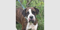 Tillie - Photo 4