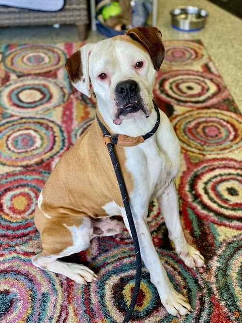 WYLIE - Boxer available for adoption