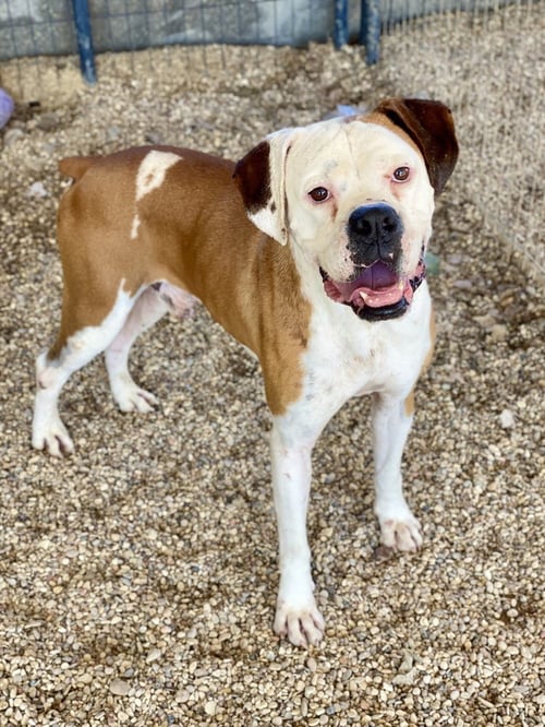 WYLIE - Boxer available for adoption