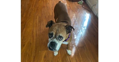 DASHA - Boxer available for adoption
