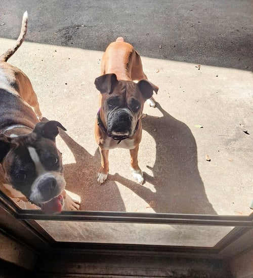 DASHA - Boxer available for adoption