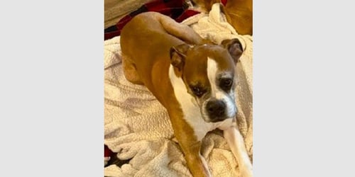 TILLMAN - Boxer available for adoption
