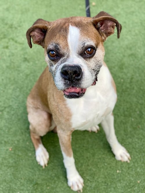TILLMAN - Boxer available for adoption