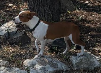 CAPPUCCINO - ABR RETURN - Boxer available for adoption