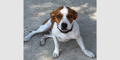 CAPPUCCINO - ABR RETURN - Boxer available for adoption
