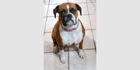 Missy II - Photo 1