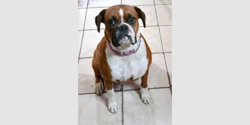 MISSY II - Boxer available for adoption