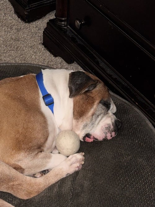 DIESEL IX - Boxer available for adoption