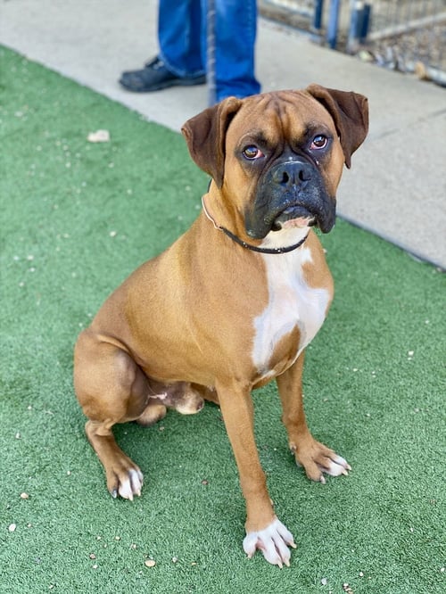 SNIPER - Boxer available for adoption