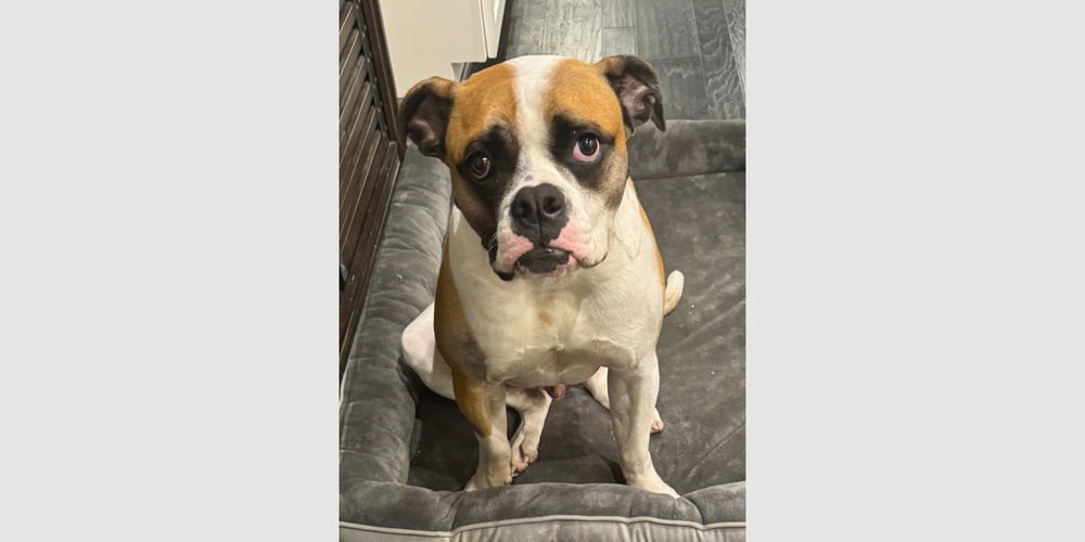 BINGO - Boxer available for adoption
