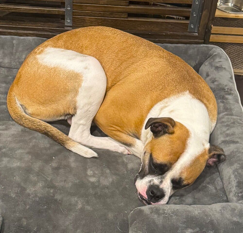 BINGO - Boxer available for adoption