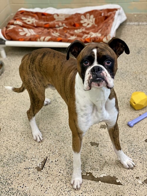 BRICE II - Boxer available for adoption