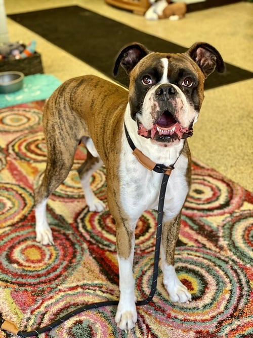 BRICE II - Boxer available for adoption
