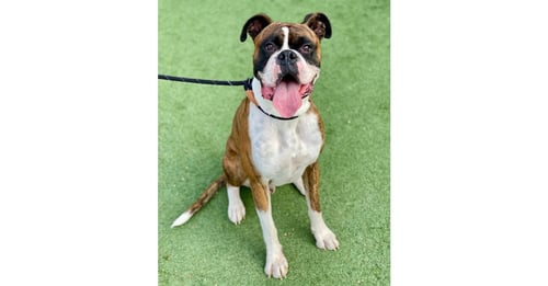 BRICE II - Boxer available for adoption