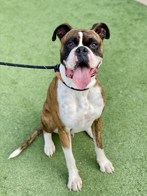BRICE II - Boxer available for adoption