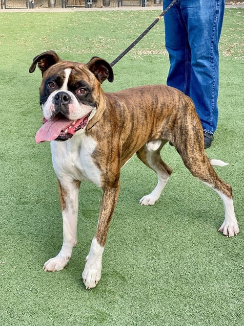 BRICE II - Boxer available for adoption