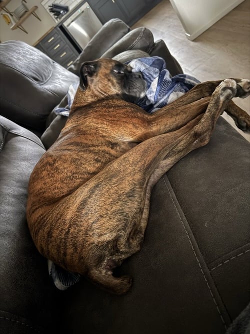 GYPSE ROSE - Boxer available for adoption