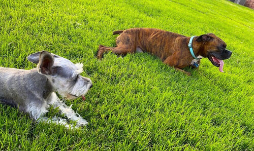 GYPSE ROSE - Boxer available for adoption