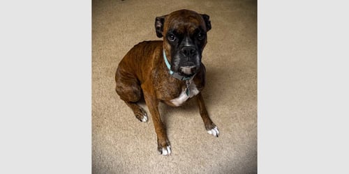 GYPSE ROSE - Boxer available for adoption