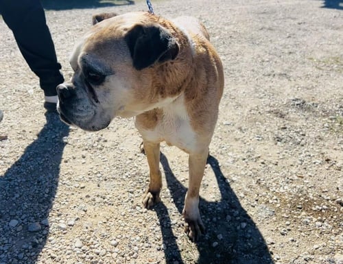 SWEET PEA - SILVER HEART - Boxer available for adoption