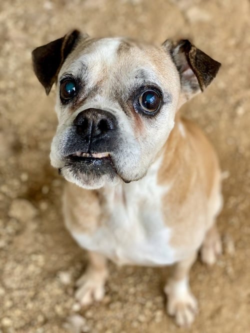 SWEET PEA - SILVER HEART - Boxer available for adoption