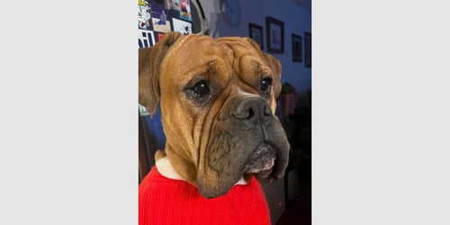 STRAIT - Boxer available for adoption