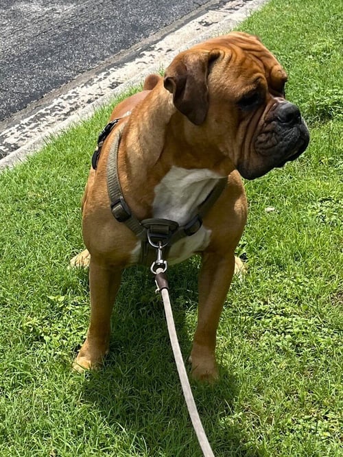 STRAIT - Boxer available for adoption